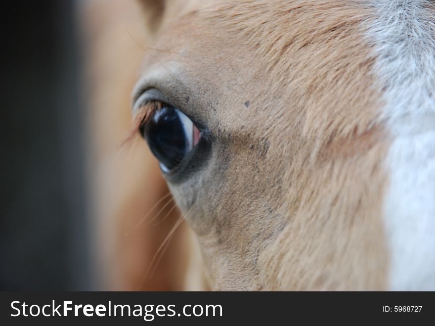 Eye of  a skewbald colt