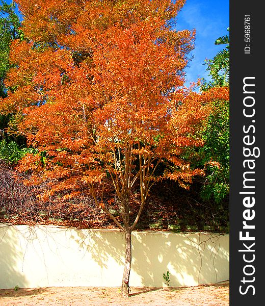 A tree with colored leaves. A tree with colored leaves