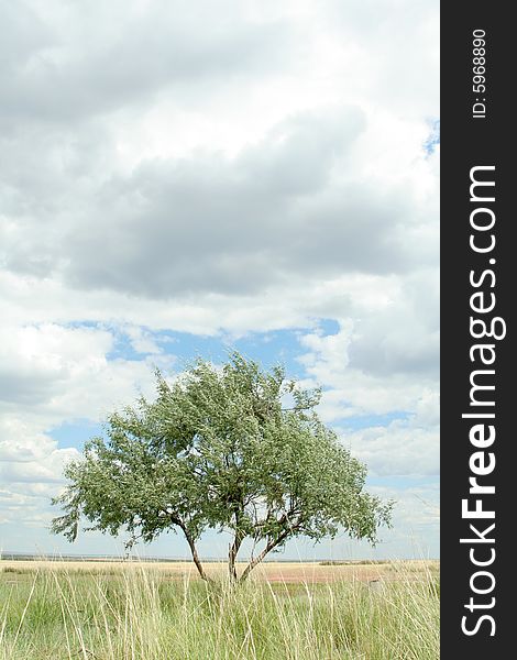 Lonely tree in steppe on background of sky. landscape