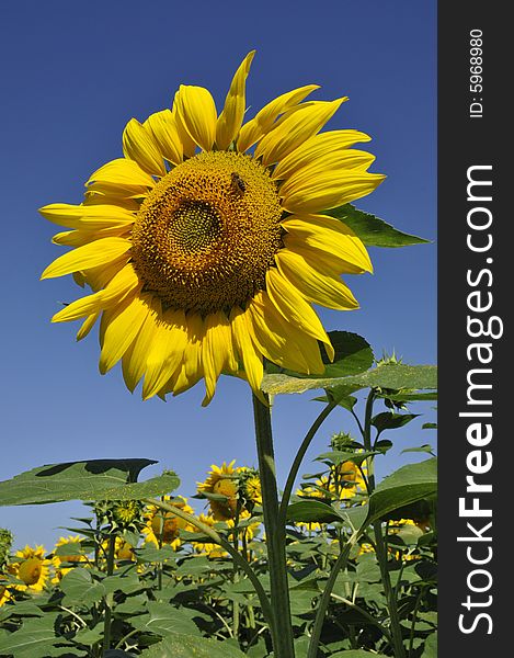 A solitary sunflower in field near Toulouse