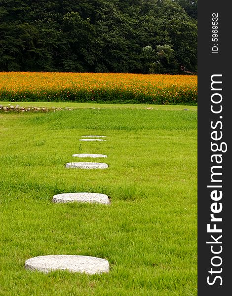 Coreopsis flower field in Kyeongju South Korea. Coreopsis flower field in Kyeongju South Korea