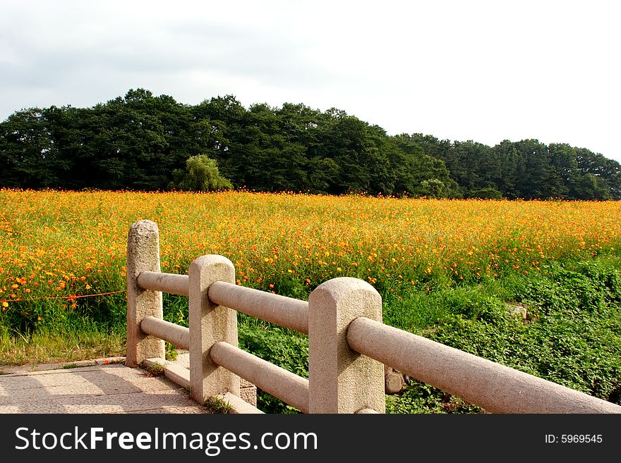 Coreopsis flower field in Kyeongju South Korea. Coreopsis flower field in Kyeongju South Korea