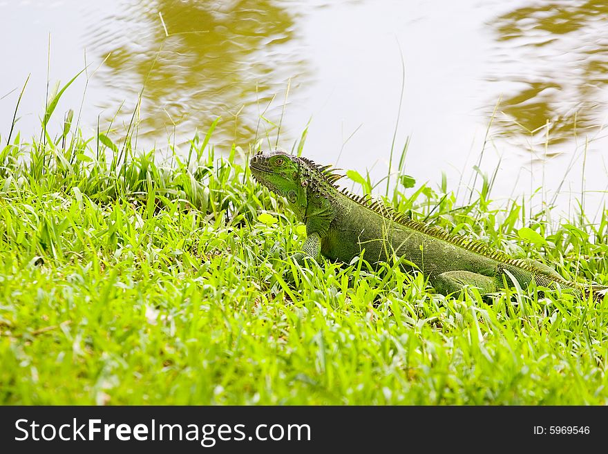 A green iguana on green grass by a lake. A green iguana on green grass by a lake