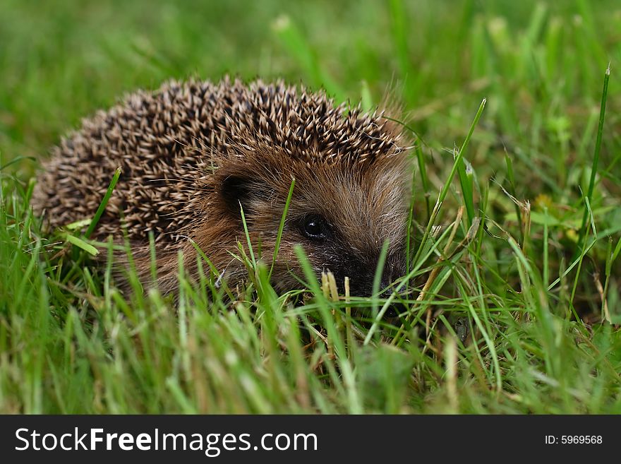 The artful hedgehog, in the afternoon, hides in a high garden grass. The artful hedgehog, in the afternoon, hides in a high garden grass