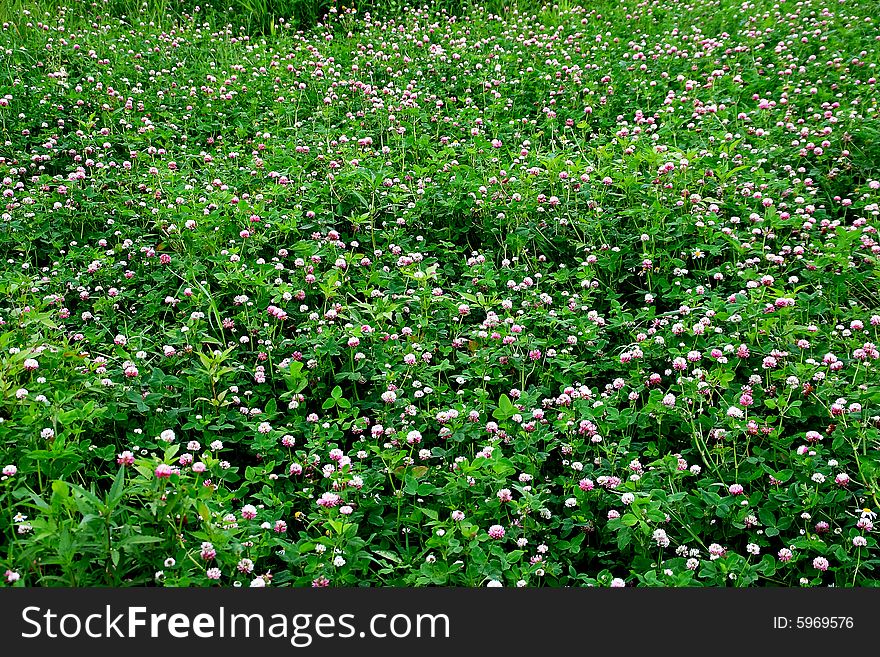 In the afternoon open-air, the dense cover from a clover was serenely stretched. In the afternoon open-air, the dense cover from a clover was serenely stretched