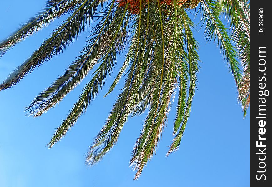 Twig of palm in the sky