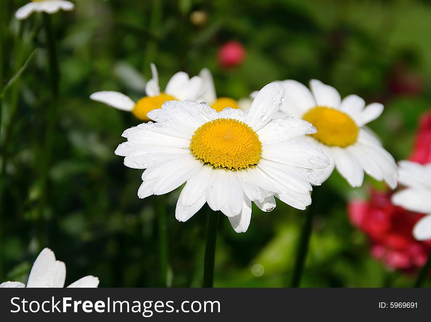 A garden camomile with white petals and drops of water against a green grass