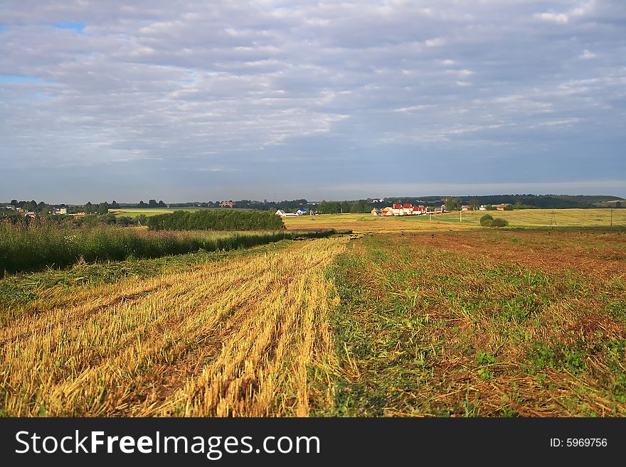 A field with oblique grain cereals, houses in the distance are seen where farmers live. A field with oblique grain cereals, houses in the distance are seen where farmers live
