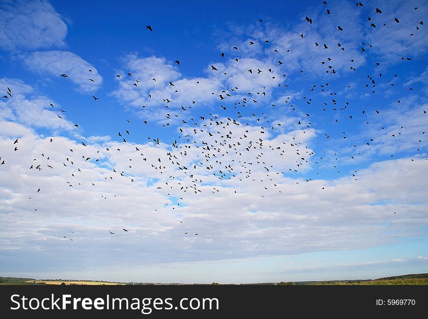 Over a field in the blue sky with white clouds, the flight of black birds is turned. Over a field in the blue sky with white clouds, the flight of black birds is turned