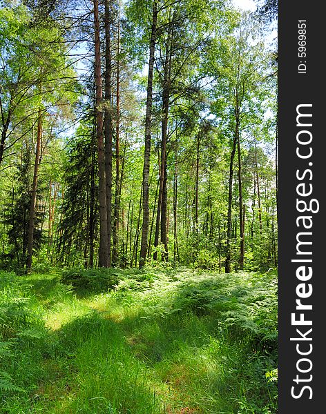 Summer forest in a sunny day (vertical version)