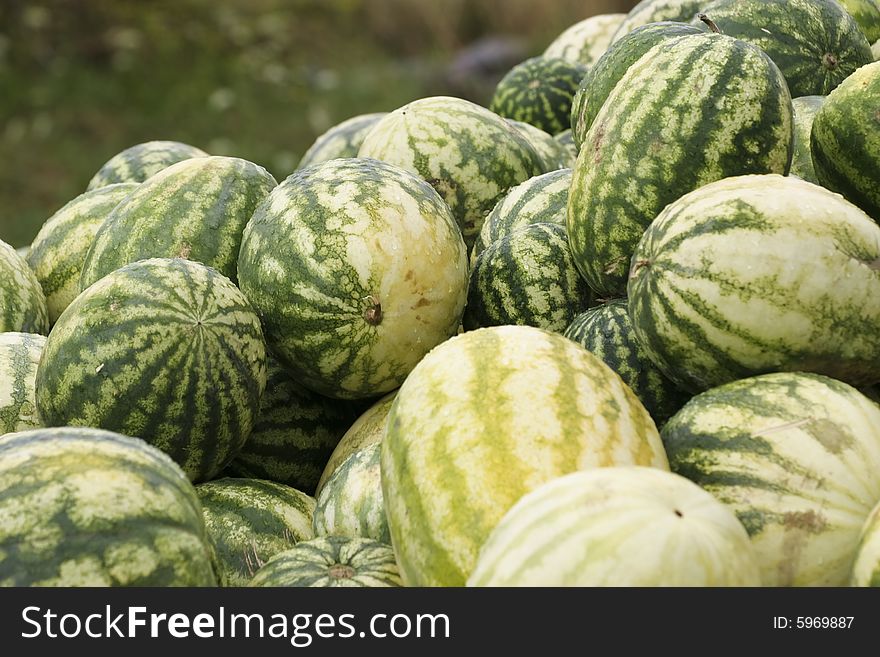 A lot of green melons