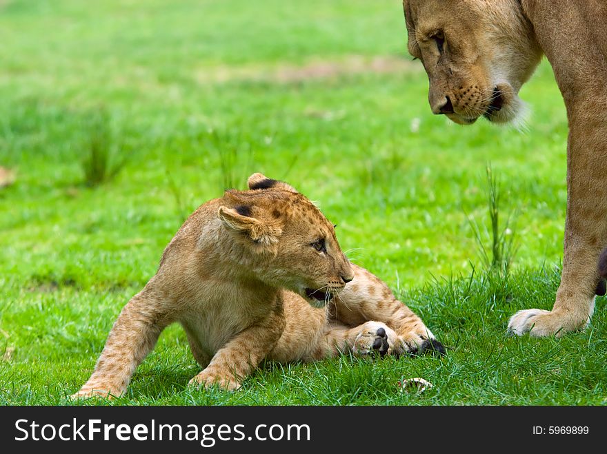 Close-up of a cute lion cub with mother