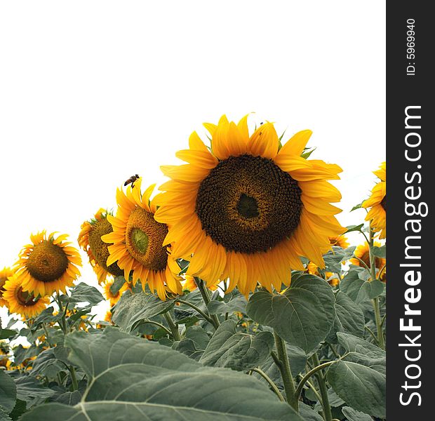 Clouse up of sunflowers on yellow backgrouns