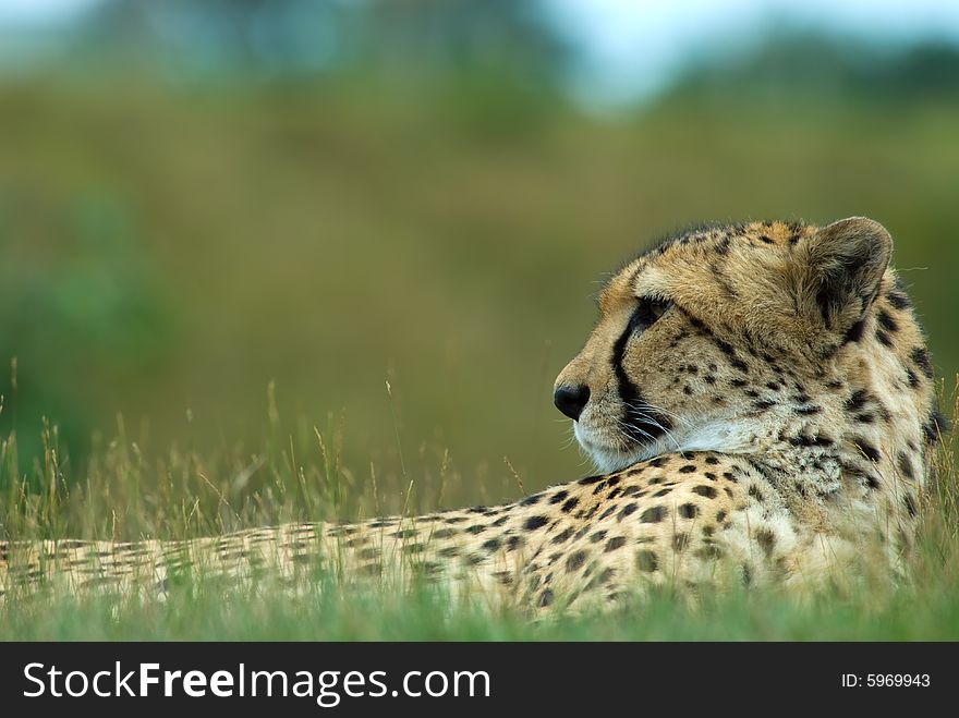 Close-up of a beautiful cheetah (Acinonyx jubatus)