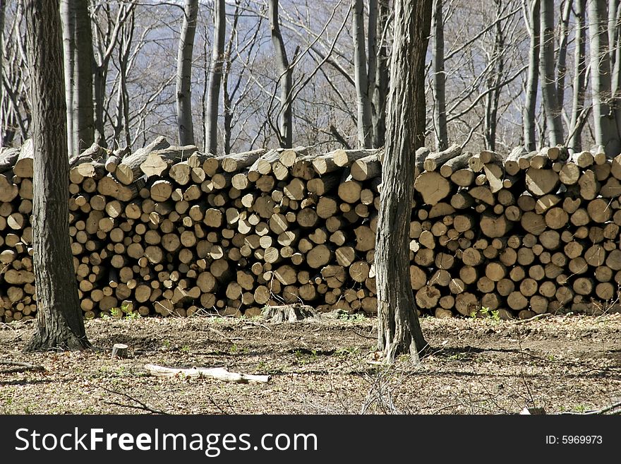 Stack of logs in the forest