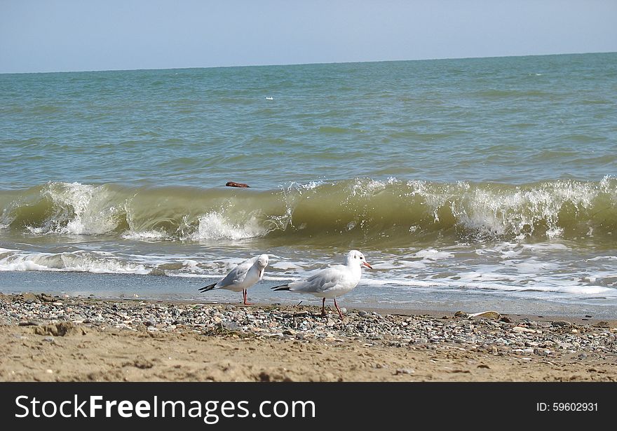 Gulls On The Beach
