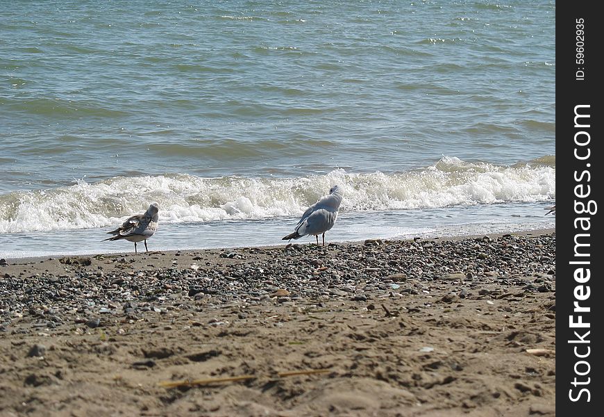 Gulls On The Beach