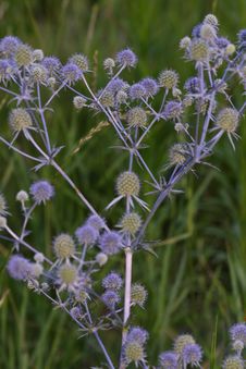 Eryngium Stock Images Eryngium Stock Images