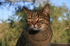 Farm Cat Stock Photo Farm Cat Stock Photo