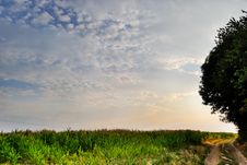 Corn Field, Road And Tree In Time Sunset Royalty Free Stock Photography