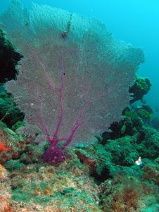 Fan Coral Stock Photos Fan Coral Stock Photos
