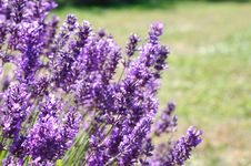 Lavender Farm Royalty Free Stock Photos Lavender Farm Royalty Free Stock Photos