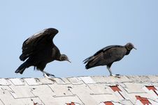 Turkey Vultures Royalty Free Stock Photography Turkey Vultures Royalty Free Stock Photography
