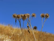 Dry Thistles Royalty Free Stock Images Dry Thistles Royalty Free Stock Images