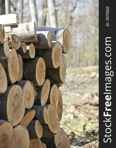 Stack of logs in the forest. Stack of logs in the forest