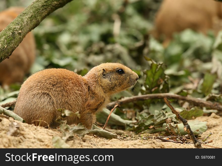 Animals: little prairie-dog looking for food