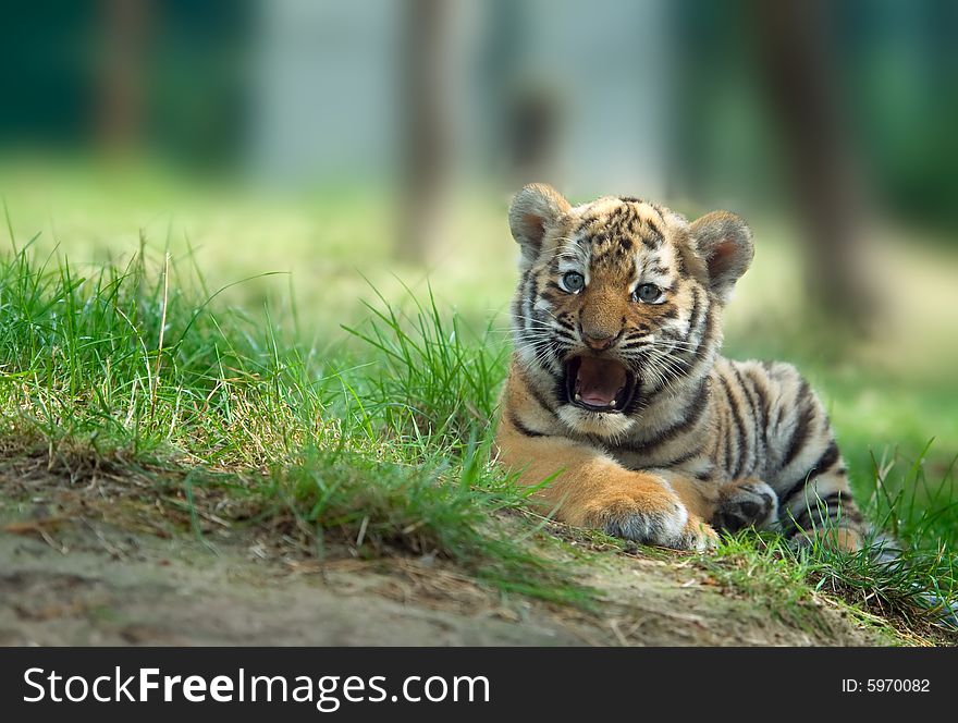 Siberian tiger cub