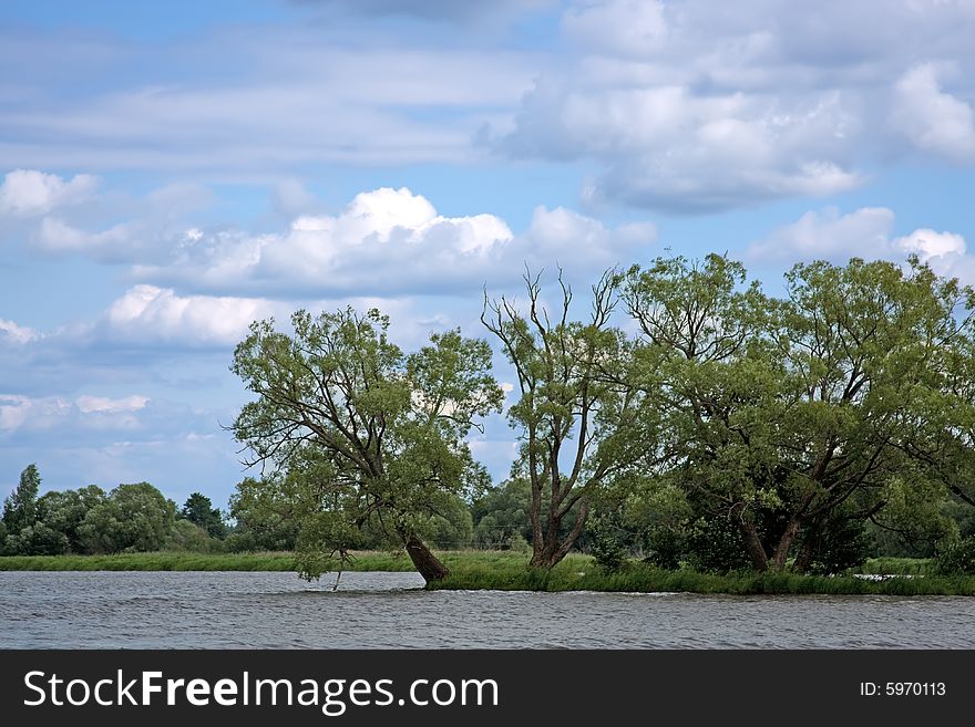 Lonely green tree at the russian river Volga