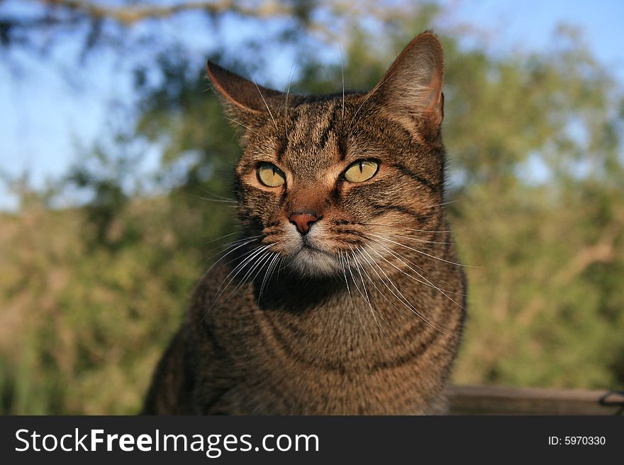 A beautiful farm cat with green eyes looking for food