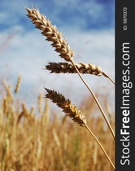 Golden wheat before the harvest. Golden wheat before the harvest