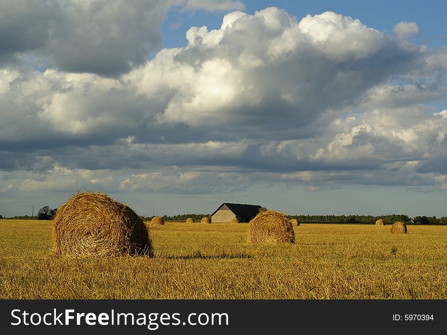 Straw bales in flied of wheat against blue sky