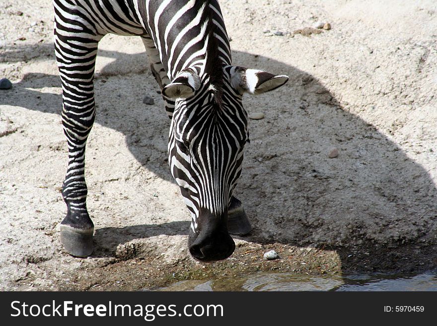 Image of a zebra gwtting a drink