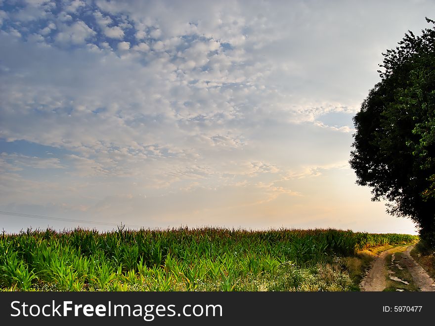 Corn field, cloudy sky, ground road and tree in lights of sunset. Corn field, cloudy sky, ground road and tree in lights of sunset