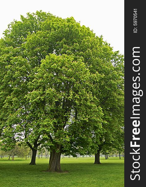 Large trees on a misty morning in England stand out against a green meadow and misty sky. Large trees on a misty morning in England stand out against a green meadow and misty sky.