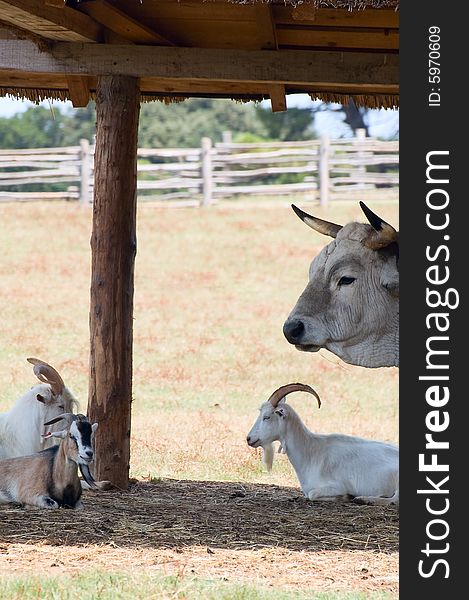 Goats and large bullock rest under the shed. Goats and large bullock rest under the shed