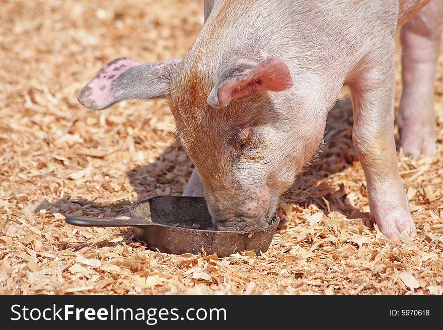 Cute pig eating from a cast iron pan surrounded by shavings