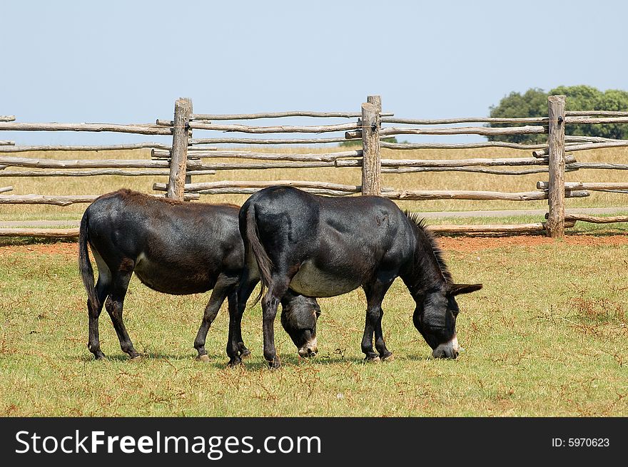 Photo of a couple of grazing black mules. Photo of a couple of grazing black mules