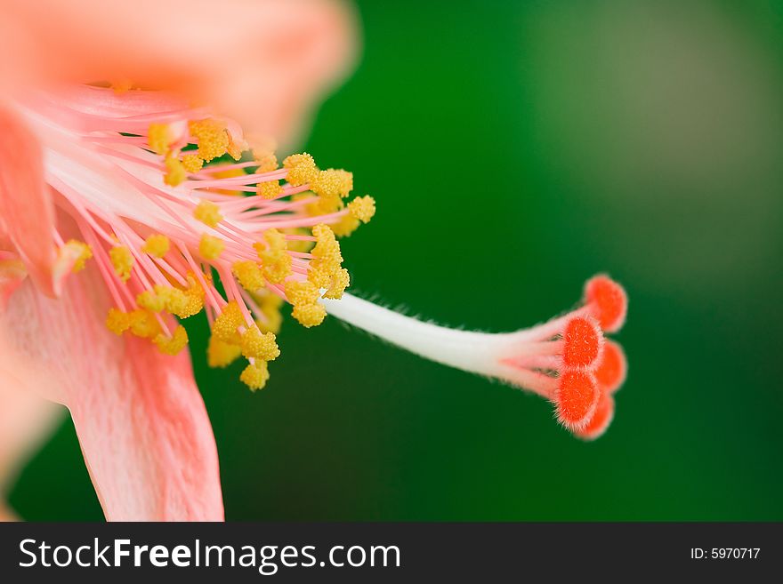 The Stamens And Pistils Of Hibiscus