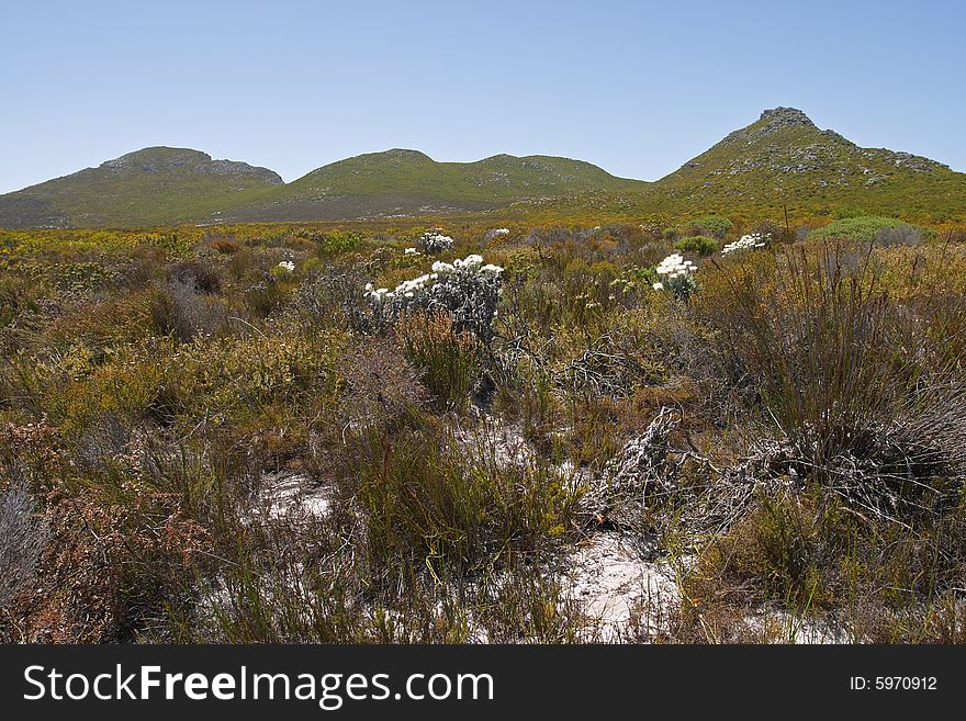 Fynbos with Helichrysum flowers