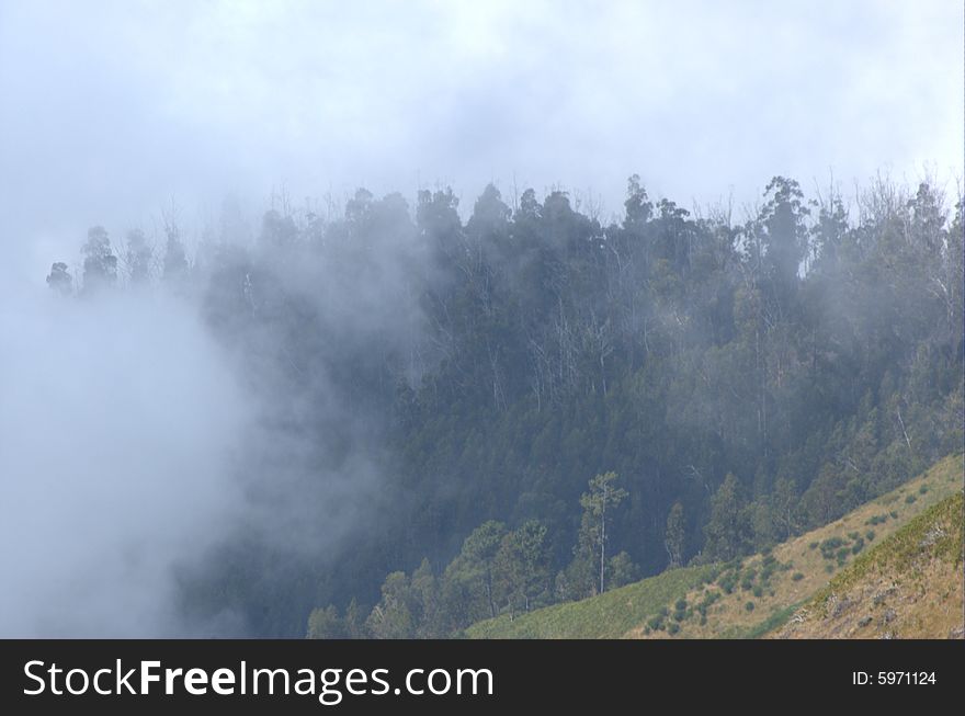 Forest covered by fog