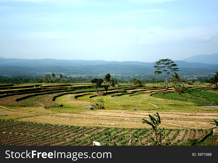 Rice feld in java. very beautifull view of my town temanggung. rice fields in mountainous area in java use the terrace system to prevent erosion. Rice feld in java. very beautifull view of my town temanggung. rice fields in mountainous area in java use the terrace system to prevent erosion.