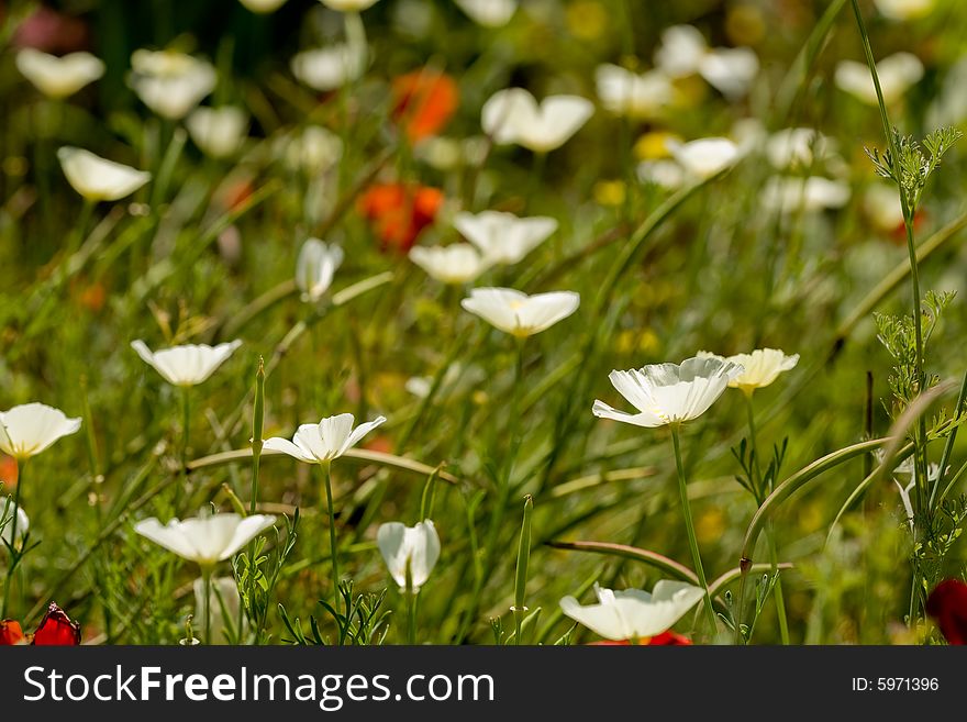Flower-bed with white and red flowers. Flower-bed with white and red flowers