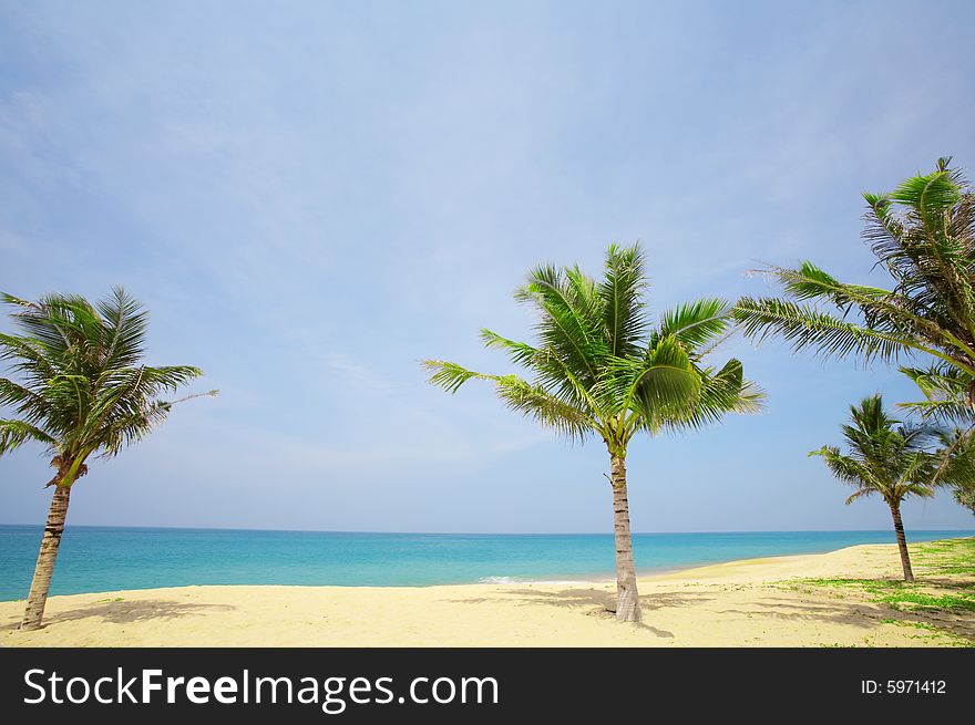 View of nice tropical empty sandy beach with some palm. View of nice tropical empty sandy beach with some palm