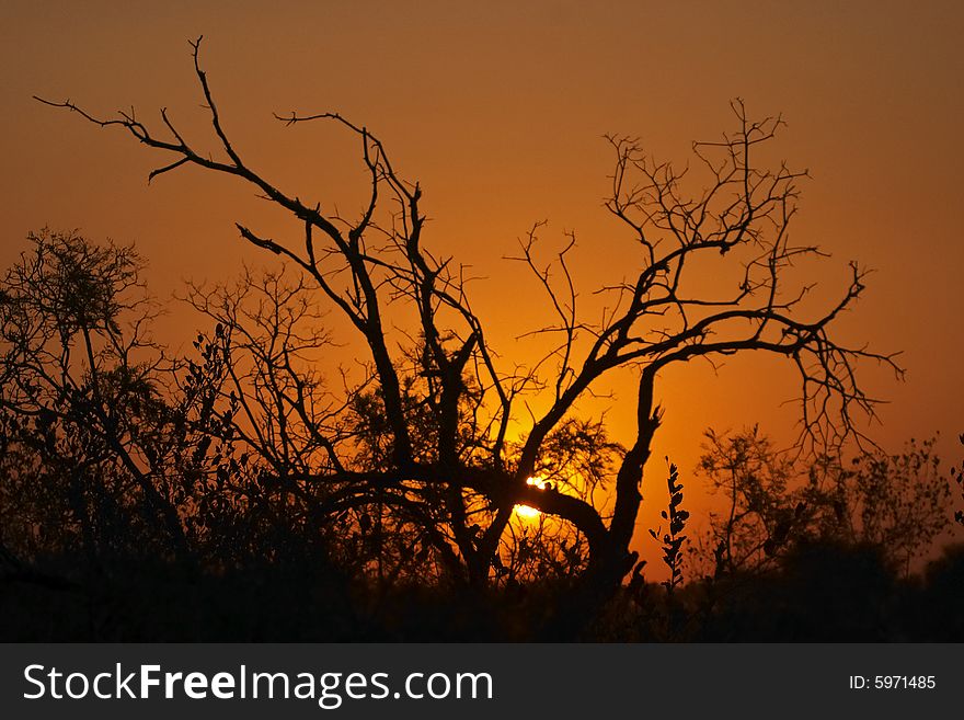 Sunset in the bushveld with trees silhouetted against the setting sun. Sunset in the bushveld with trees silhouetted against the setting sun.