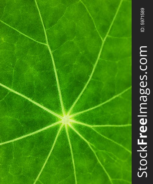 Green Leaf Texture