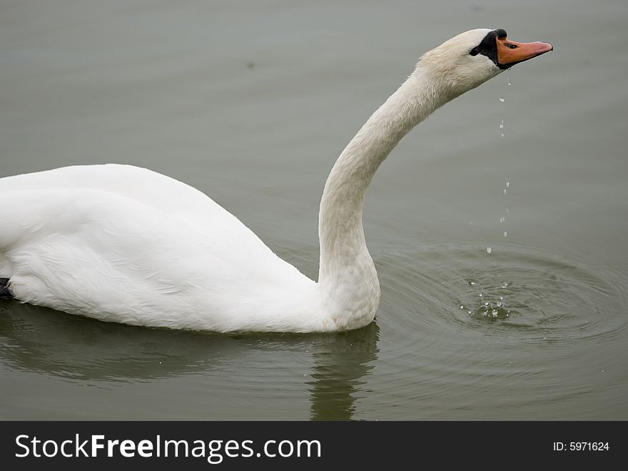 White swan - drinkÂ´s away water